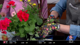 Thrill, fill, and spill: How to fill out the perfect patio pot