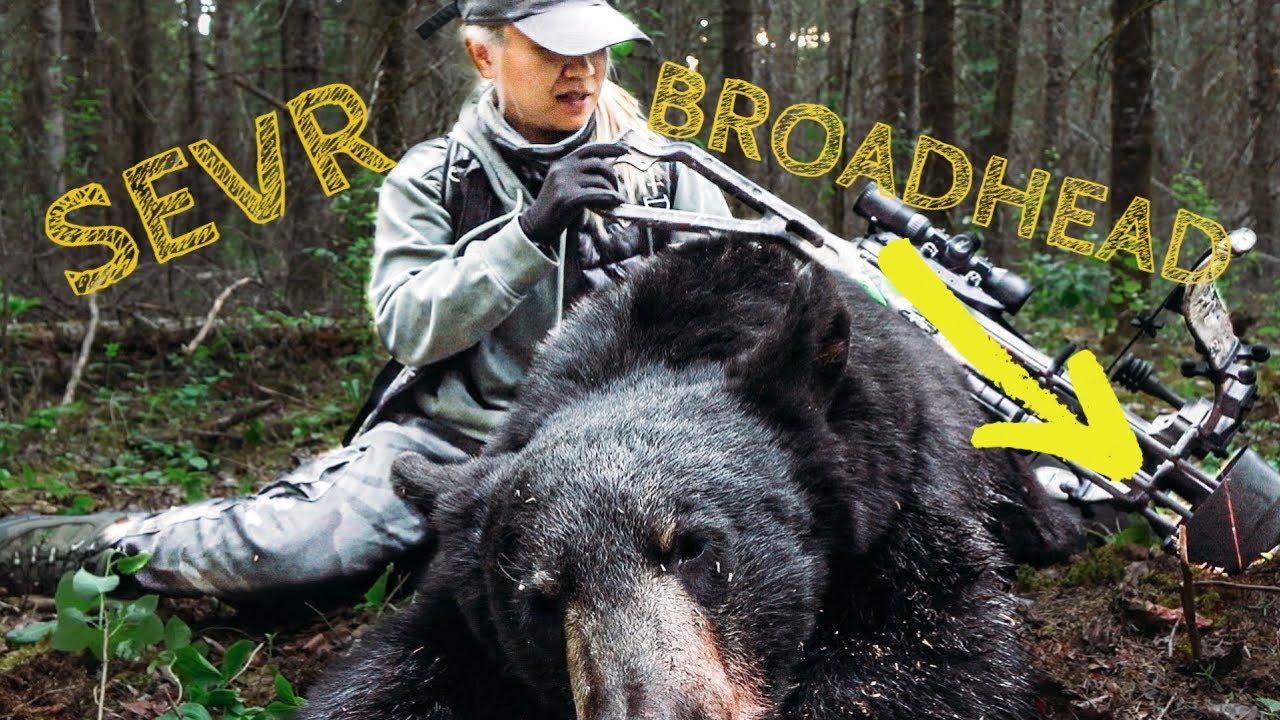 sevr-broadhead-chinese-lady-shoots-1st-black-bear-with-crossbow