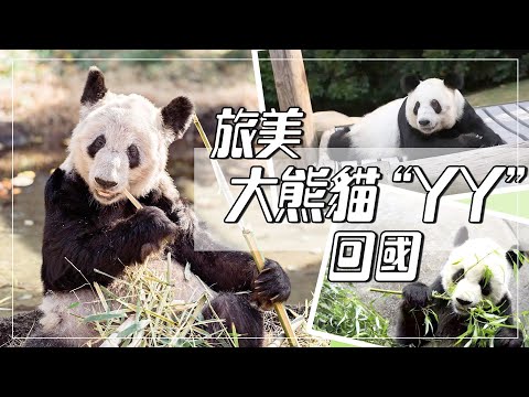 直播LIVE｜大熊貓"丫丫"的航班降落中國上海！“丫丫”回家啦！