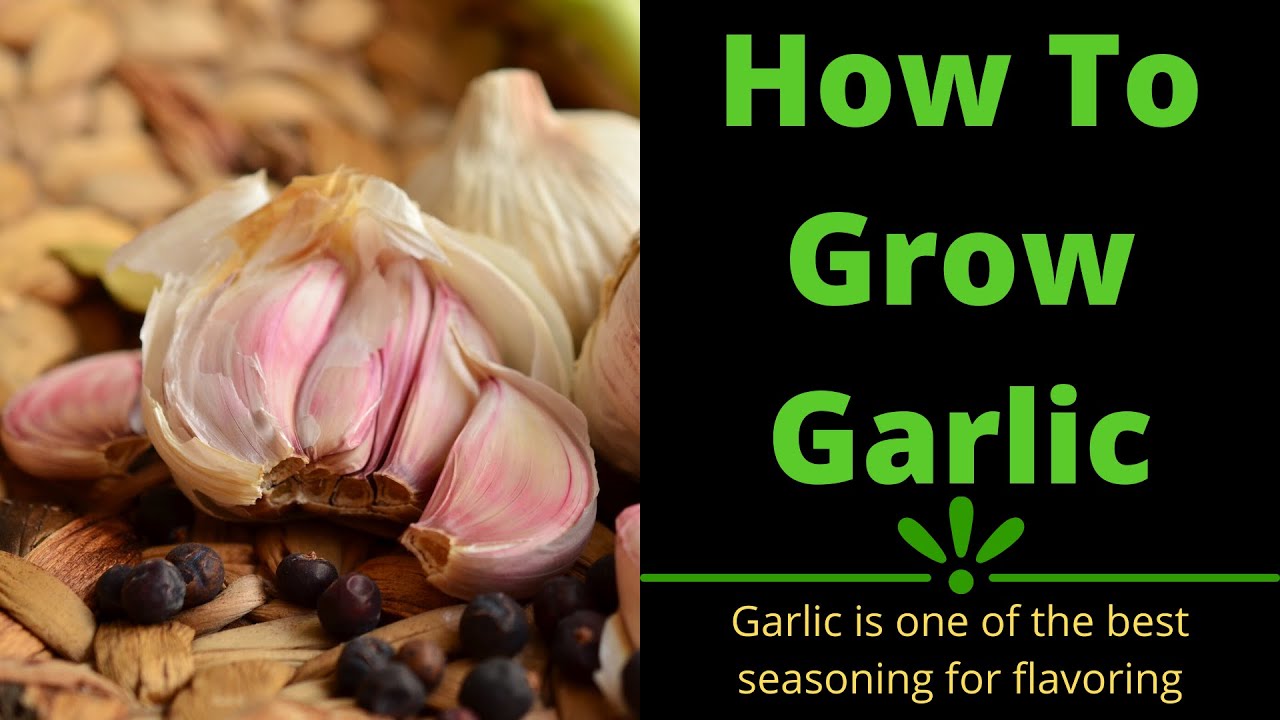How To Grow Garlic In our Garden