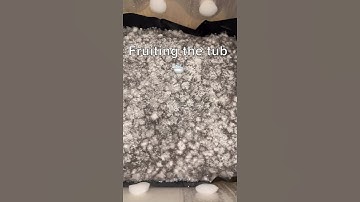 7 days of colinization, switching to fruiting conditions  🍄 #mycology  #mushroom #firstgrow