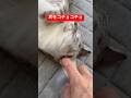 耳の中をコチョコチョ A cat having its ears touched. #保護猫 #ねこのいる生活