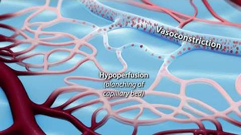 Capillary Blood Flow
