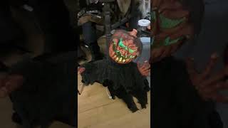 some lost vids from last Halloween 2021.