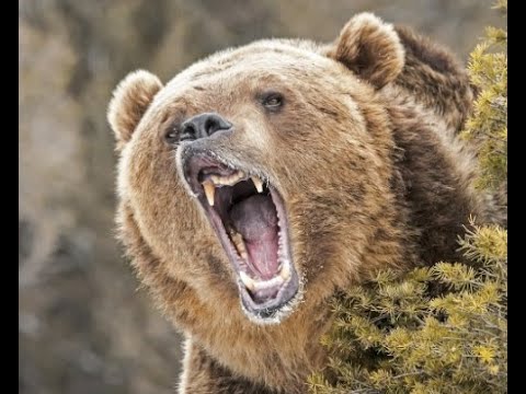 Wideo: Kiedy kowal jedediah został zaatakowany przez niedźwiedzia grizzly?