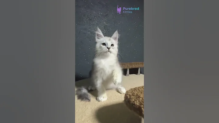 Watch the video about Adopt Bazzy