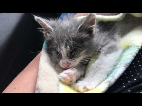 Rescuers Saw This Overweight Cat In A Kennel, And When They Looked Closer It Broke Their Hearts.