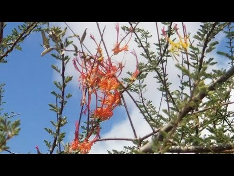 Maxaad Kataqaanaa Geedka Qadawga Layiraahdo Ee Heesaha Ama Hal Abuurada Aad Kamaqasho