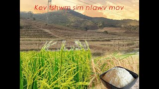 Kev tshwm sim ntawv mov  ต้นกำเนิดของข้าว