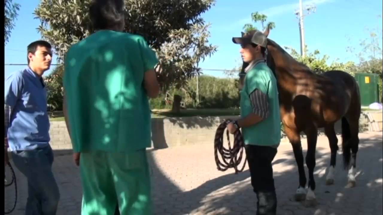 Curso de Claudicaciones 2015 – DVM Jack Snyder