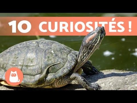 Vidéo: Tortue méditerranéenne à la maison : description, caractéristiques du contenu et faits intéressants