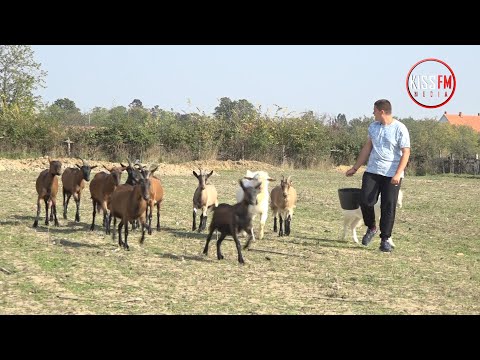 Video: Da li je koza ili jara?
