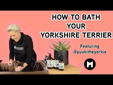 Video: How To Bathe Your Yorkshire Terrier