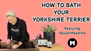 How to bath your Yorkshire Terrier