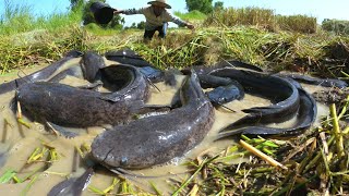 Download Lagu fishing ! Catching fish by hand in the straw in the rice fields is a lot. MP3 Download Lagu fishing ! Catching fish by hand in the straw in the rice fields is a lot. MP3