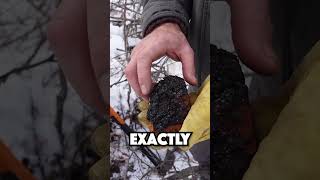 The do-it-all Chaga #mushroom