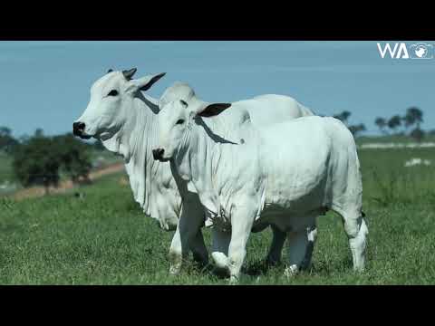 LOTE 18 - JHVM 17536 - 3º LEILÃO TERRA BRAVA, CAMPARINO E GENÉTICA ADITIVA - EXPOZEBU 2021