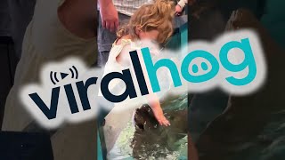 3-Year-Old Petting Cownose Rays Viralhog