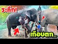 ระทึก ❗️ตาลุนขี่แป๊ปซี่ 💯ขึ้นเกือบไม่ไหว อย่างหล่อ 😍एक हाथी,elephant