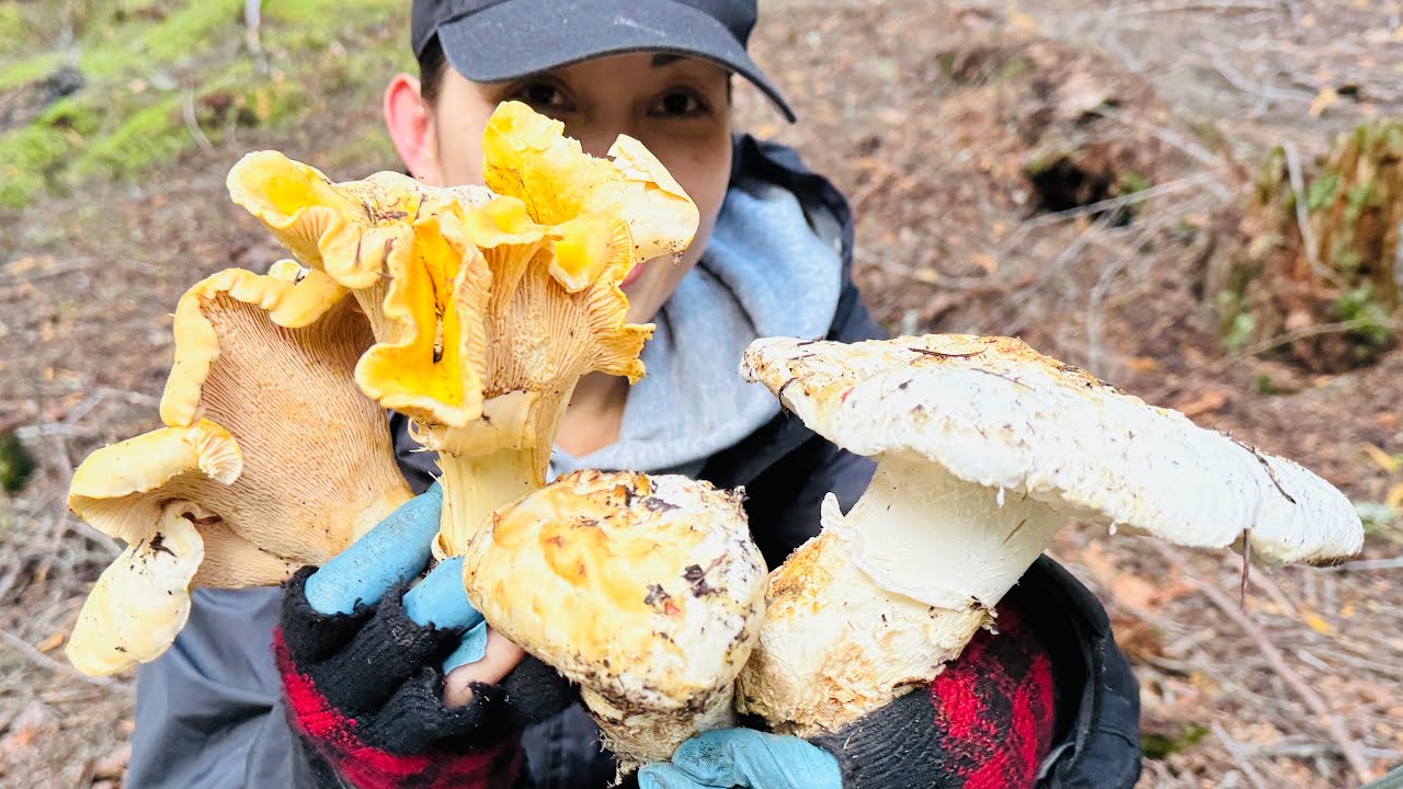 Vào rừng săn nấm gặp toàn Nấm Quý hiếm đắt tiền Tùng Nhung, Mồng Gà ...