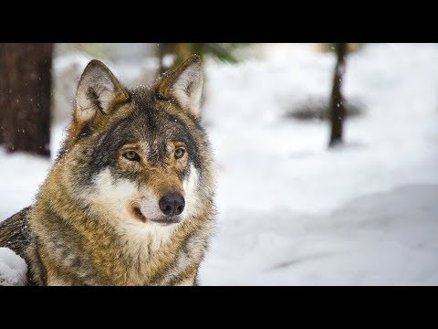 Video: Hur Vargen Jagar