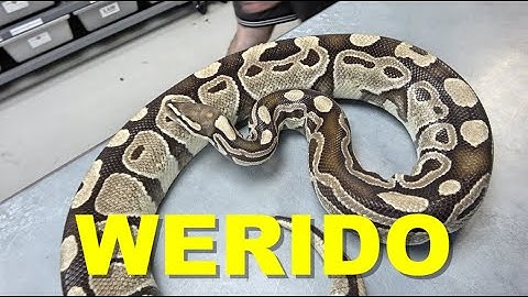 Weirdo Ball Python Clutch Update!!
