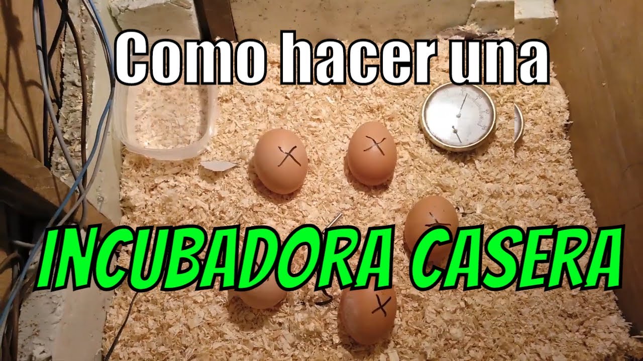 Como hacer una incubadora casera para pollos | Incubadora casera para