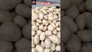 Aaj Ka Aalu Ka Bhav Potato Rate Today Mandi News Barabanki News