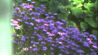 A view Outside (Ikegami ITC-730A test) @256byteram