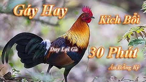 Tiếng Gà Trống Rừng Gáy Giọng Pha Tre l Cực Chuẩn l Dùng Loa Kích l 30 Phút