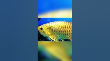 Cá Rồng Kim Long Quá Bối Short Body Trổ Belly Size Khủng Gần 70cm Cập Bến Cá Rồng Hùng Anh #carong