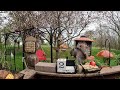 My Wednesday Morning Mayhem Bird &amp; Squirrel Feeder Livestream Bo is in the background. 🦌