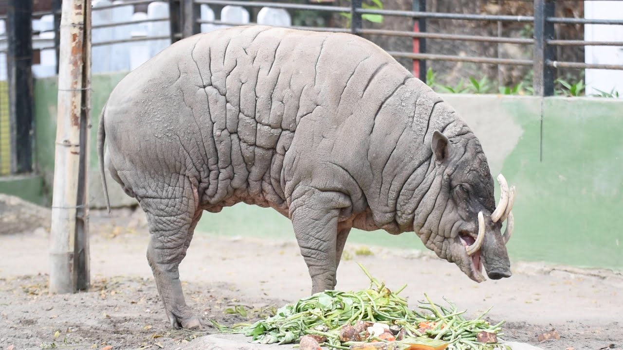 Babirusa satwa dilindungi (Pantau KBS Eps. 4 spesial Action Indonesia Day)