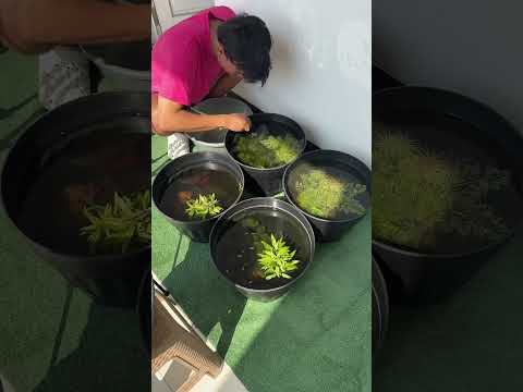 Berkegiatan