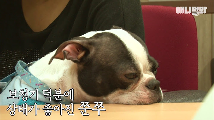 귀가 안들리는 강아지.. 그것도 모르고 혼냈는데..