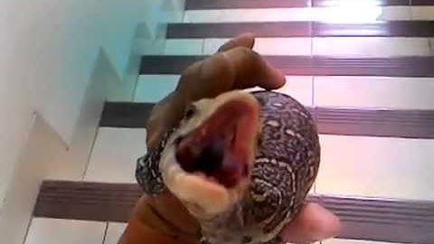 Nile Monitor Taming Process