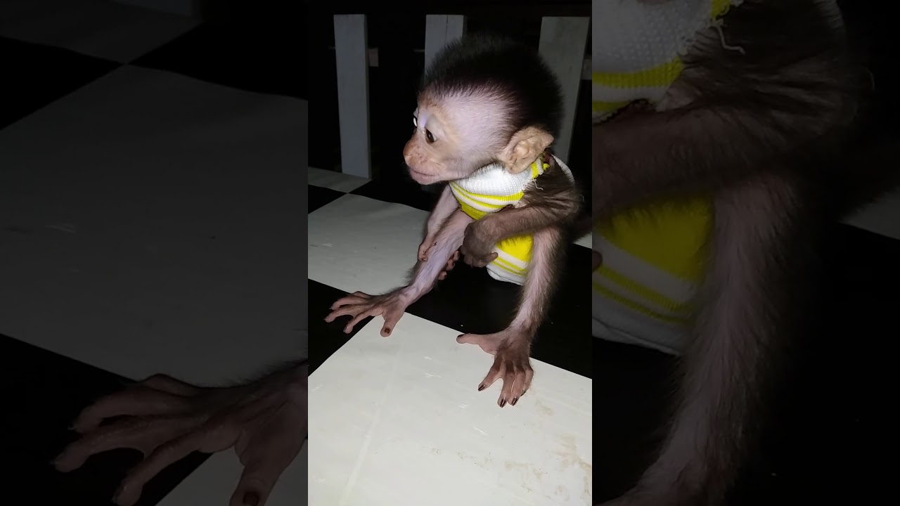 cute baby monkey || bayi monyet yang imut