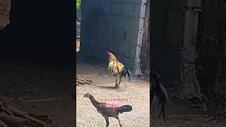 Gallo bailando con los dichosos #corridos #regionalmx #musica #huapangosperros #regionalmexicano