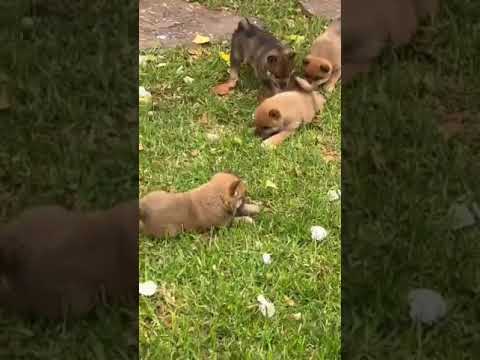 كلاب قزم نادرة تلتقي بقط مضحك شاهد ماذا يقع