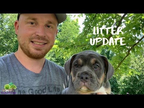 Crystal&rsquo;s Litter Update - French Bulldog and English Bulldog Mix [ Mini Olde English Bulldog ]