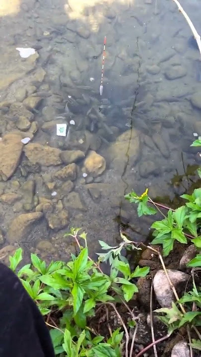 mancing sore hari #happyasmara #dangdutkoplo #yeniinka #storywa #dangdut #music #mancing #ikan