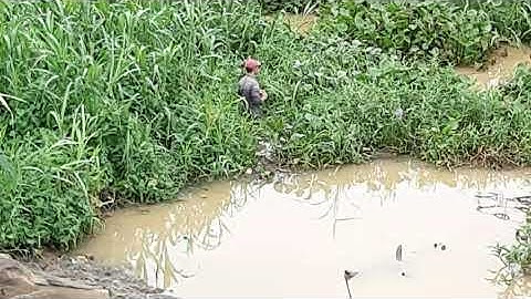 Chia sẻ điểm câu cá trôi. rô phi.Trắm cỏ.Câu đài.Câu máy.Cù lao bạch đằng sông đồng nai