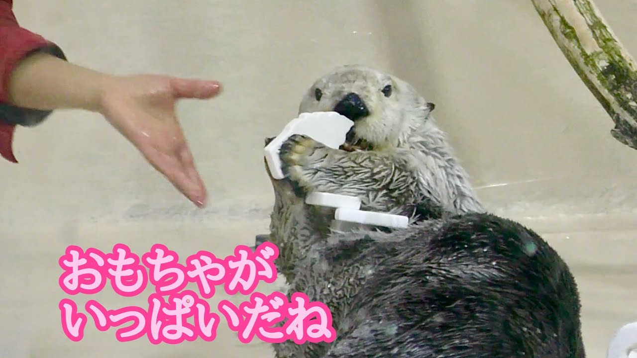 ラッコ　メイちゃん　おもちゃをいっぱいもらいました【鳥羽水族館】Sea otter May-chan Toba Aquarium 