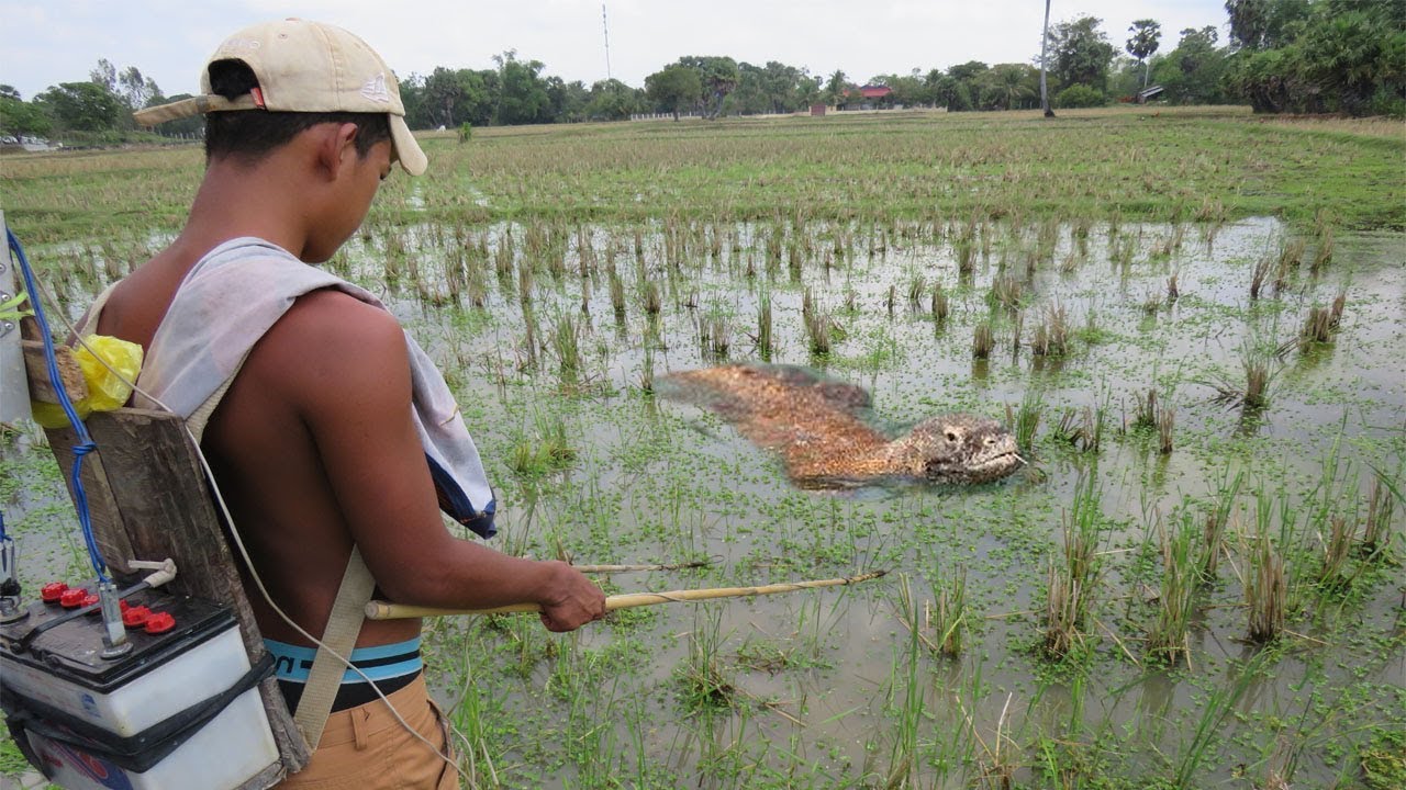 Wow! Boys Electricity Fishing Catch Komodo Dragon in Hole - How To Catch Komodo Dragon in cambodia