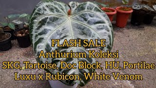 FLASH SALE 21 Apr 26 Anthurium Collection SKG, Tortoise, Doc Block, HU, Portilae, Luxu x Rubicon,...