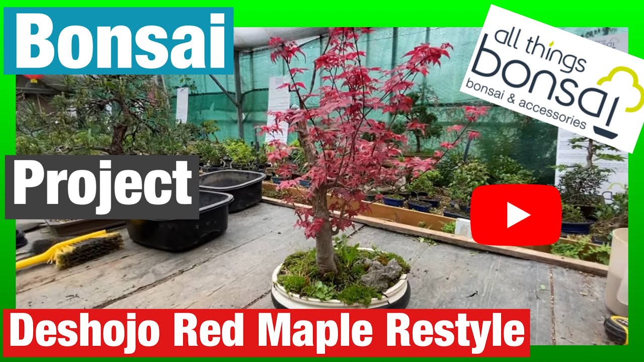 Bonsai Deshojo Red Japanese Maple Restyled From Damaged Tree YouTube