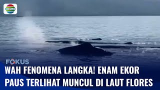 Enam Ekor Paus Terekam Muncul di Permukaan Laut Flores, Langka! | Fokus