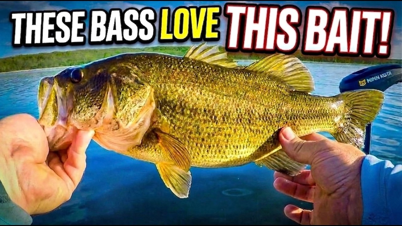 These Bass Love THIS Bait!
