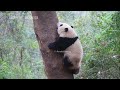 【パンダ 和花】パンダ 和花 はおじいちゃんが 艾玖 を取り出すのを手伝うために木に登る