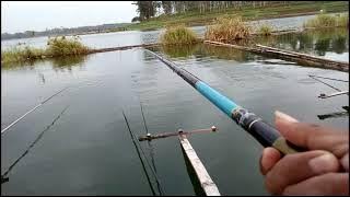 Review!!!!,,Joran Tegeg kuat,elegant,dan kekinian,Oregon ikan mas